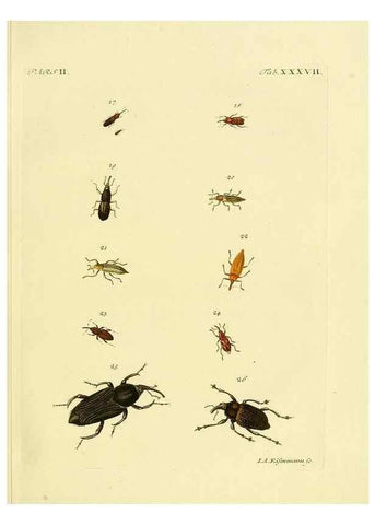 Reproducción/Reproduction 35560951383: J.E. Voet. M Doct. Catalogus systematicus coleopterorum =. À la Haye :Chez G. Bakhusen,[1804]-1806.