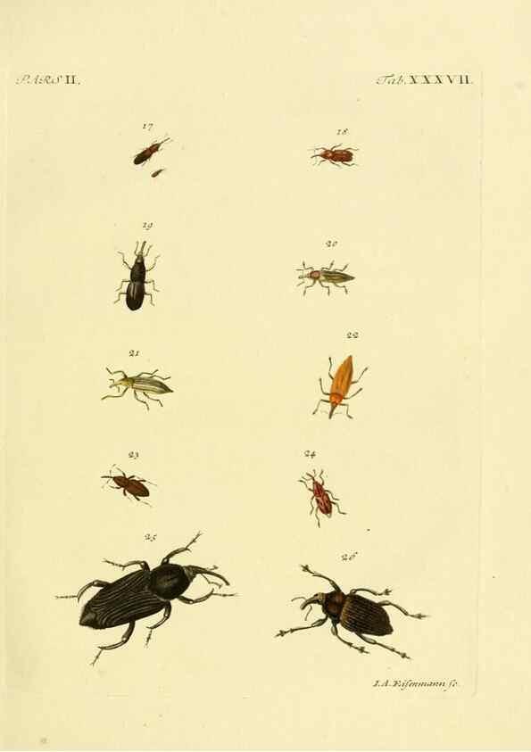 Reproducción/Reproduction 35560951383: J.E. Voet. M Doct. Catalogus systematicus coleopterorum =. À la Haye :Chez G. Bakhusen,[1804]-1806.