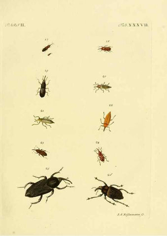 Reproducción/Reproduction 35560951383: J.E. Voet. M Doct. Catalogus systematicus coleopterorum =. À la Haye :Chez G. Bakhusen,[1804]-1806.