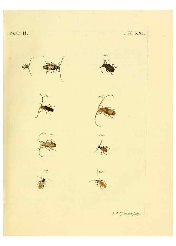 Reproducción/Reproduction 36324715526: J.E. Voet. M Doct. Catalogus systematicus coleopterorum =. À la Haye :Chez G. Bakhusen,[1804]-1806.