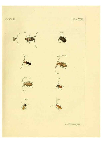 Reproducción/Reproduction 36324715526: J.E. Voet. M Doct. Catalogus systematicus coleopterorum =. À la Haye :Chez G. Bakhusen,[1804]-1806.