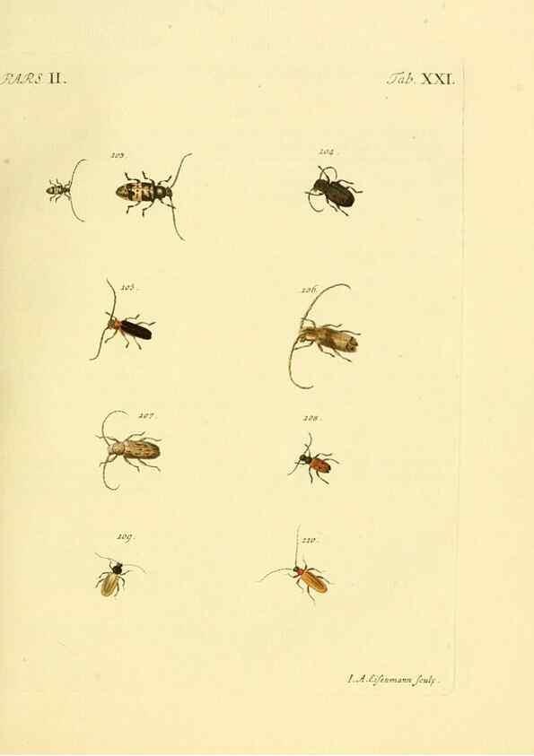 Reproducción/Reproduction 36324715526: J.E. Voet. M Doct. Catalogus systematicus coleopterorum =. À la Haye :Chez G. Bakhusen,[1804]-1806.
