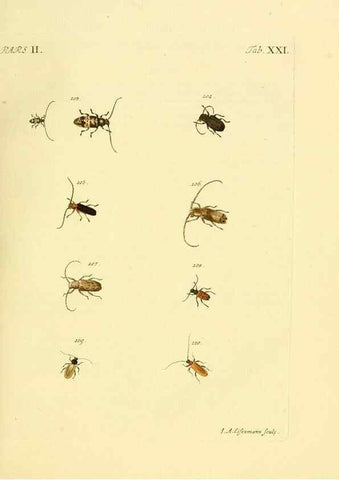 Reproducción/Reproduction 36324715526: J.E. Voet. M Doct. Catalogus systematicus coleopterorum =. À la Haye :Chez G. Bakhusen,[1804]-1806.