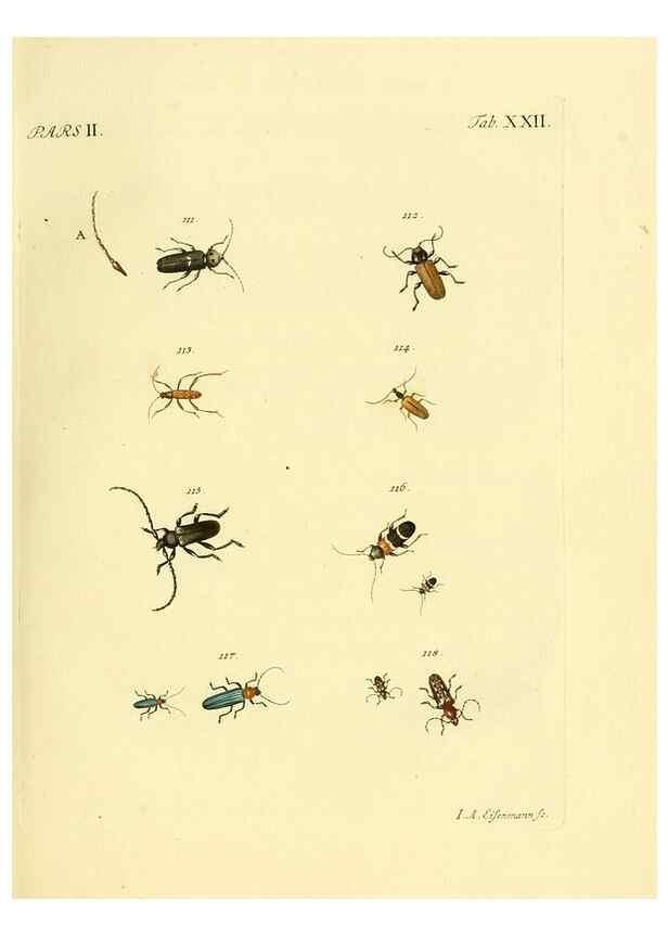Reproducción/Reproduction 36324717736: J.E. Voet. M Doct. Catalogus systematicus coleopterorum =. À la Haye :Chez G. Bakhusen,[1804]-1806.