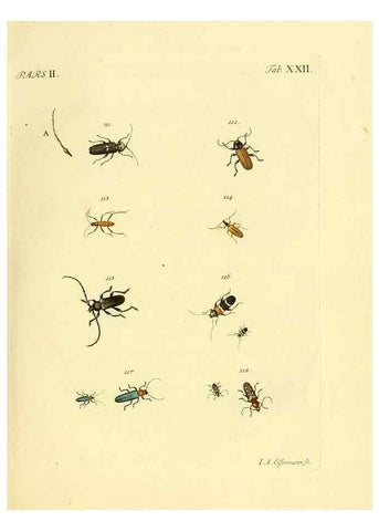 Reproducción/Reproduction 36324717736: J.E. Voet. M Doct. Catalogus systematicus coleopterorum =. À la Haye :Chez G. Bakhusen,[1804]-1806.