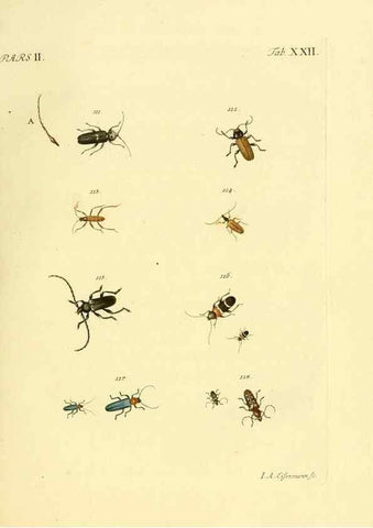 Reproducción/Reproduction 36324717736: J.E. Voet. M Doct. Catalogus systematicus coleopterorum =. À la Haye :Chez G. Bakhusen,[1804]-1806.