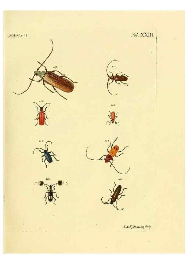 Reproducción/Reproduction 36324720006: J.E. Voet. M Doct. Catalogus systematicus coleopterorum =. À la Haye :Chez G. Bakhusen,[1804]-1806.