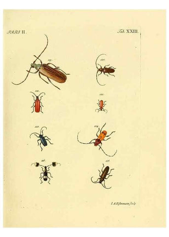 Reproducción/Reproduction 36324720006: J.E. Voet. M Doct. Catalogus systematicus coleopterorum =. À la Haye :Chez G. Bakhusen,[1804]-1806.