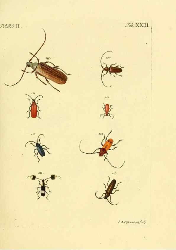 Reproducción/Reproduction 36324720006: J.E. Voet. M Doct. Catalogus systematicus coleopterorum =. À la Haye :Chez G. Bakhusen,[1804]-1806.