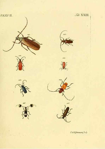 Reproducción/Reproduction 36324720006: J.E. Voet. M Doct. Catalogus systematicus coleopterorum =. À la Haye :Chez G. Bakhusen,[1804]-1806.