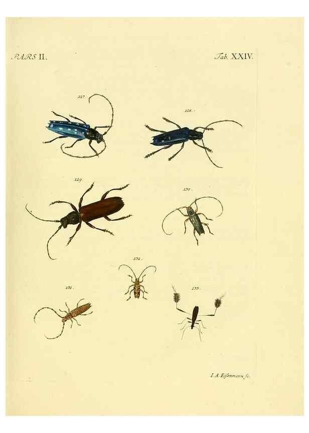Reproducción/Reproduction 36232632981: J.E. Voet. M Doct. Catalogus systematicus coleopterorum =. À la Haye :Chez G. Bakhusen,[1804]-1806.