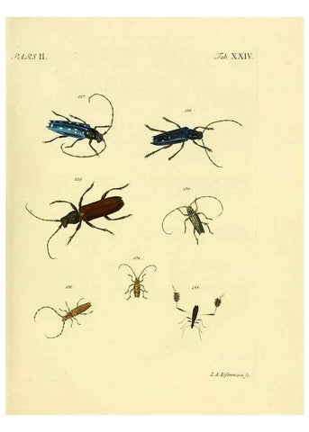 Reproducción/Reproduction 36232632981: J.E. Voet. M Doct. Catalogus systematicus coleopterorum =. À la Haye :Chez G. Bakhusen,[1804]-1806.