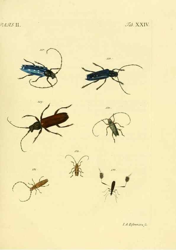 Reproducción/Reproduction 36232632981: J.E. Voet. M Doct. Catalogus systematicus coleopterorum =. À la Haye :Chez G. Bakhusen,[1804]-1806.