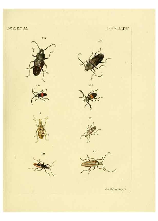 Reproducción/Reproduction 36232634881: J.E. Voet. M Doct. Catalogus systematicus coleopterorum =. À la Haye :Chez G. Bakhusen,[1804]-1806.