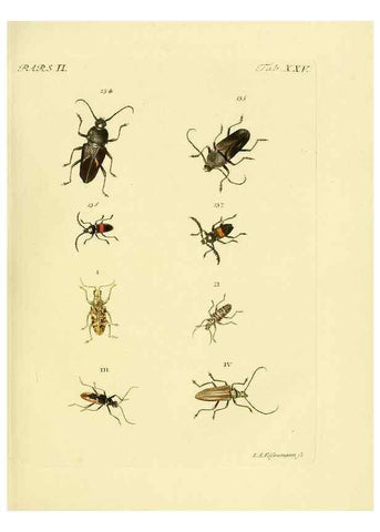 Reproducción/Reproduction 36232634881: J.E. Voet. M Doct. Catalogus systematicus coleopterorum =. À la Haye :Chez G. Bakhusen,[1804]-1806.