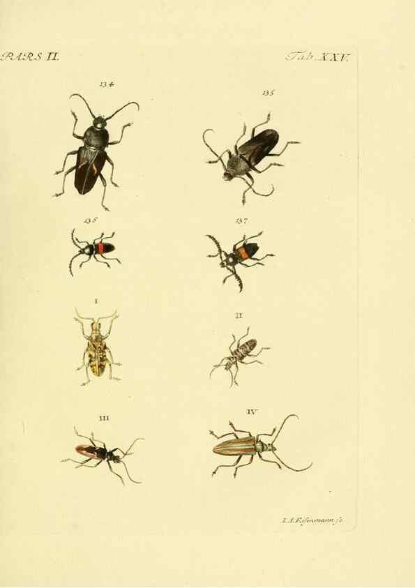 Reproducción/Reproduction 36232634881: J.E. Voet. M Doct. Catalogus systematicus coleopterorum =. À la Haye :Chez G. Bakhusen,[1804]-1806.