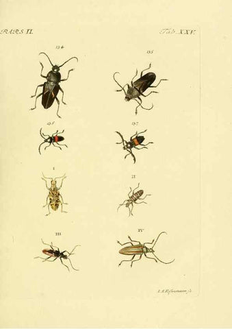 Reproducción/Reproduction 36232634881: J.E. Voet. M Doct. Catalogus systematicus coleopterorum =. À la Haye :Chez G. Bakhusen,[1804]-1806.