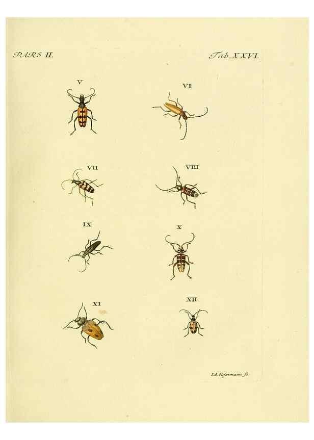 Reproducción/Reproduction 36232636541: J.E. Voet. M Doct. Catalogus systematicus coleopterorum =. À la Haye :Chez G. Bakhusen,[1804]-1806.