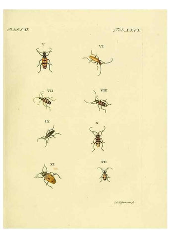 Reproducción/Reproduction 36232636541: J.E. Voet. M Doct. Catalogus systematicus coleopterorum =. À la Haye :Chez G. Bakhusen,[1804]-1806.