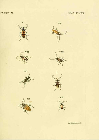 Reproducción/Reproduction 36232636541: J.E. Voet. M Doct. Catalogus systematicus coleopterorum =. À la Haye :Chez G. Bakhusen,[1804]-1806.