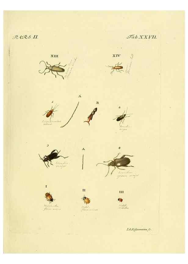 Reproducción/Reproduction 36200917462: J.E. Voet. M Doct. Catalogus systematicus coleopterorum =. À la Haye :Chez G. Bakhusen,[1804]-1806.