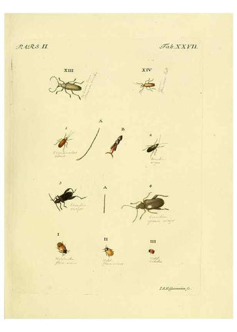 Reproducción/Reproduction 36200917462: J.E. Voet. M Doct. Catalogus systematicus coleopterorum =. À la Haye :Chez G. Bakhusen,[1804]-1806.
