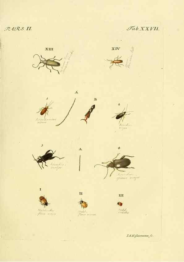 Reproducción/Reproduction 36200917462: J.E. Voet. M Doct. Catalogus systematicus coleopterorum =. À la Haye :Chez G. Bakhusen,[1804]-1806.