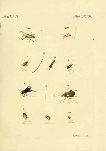 Reproducción/Reproduction 36200917462: J.E. Voet. M Doct. Catalogus systematicus coleopterorum =. À la Haye :Chez G. Bakhusen,[1804]-1806.
