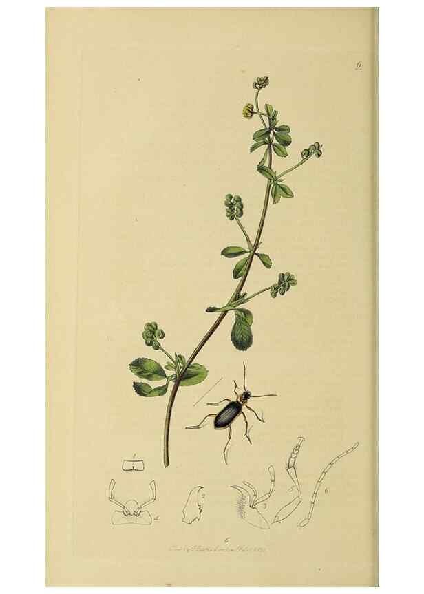 Reproducción/Reproduction 36370103515: British entomology :. London,Printed for the author,1823-1840 [i.e. 1840].