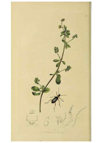 Reproducción/Reproduction 36370103515: British entomology :. London,Printed for the author,1823-1840 [i.e. 1840].