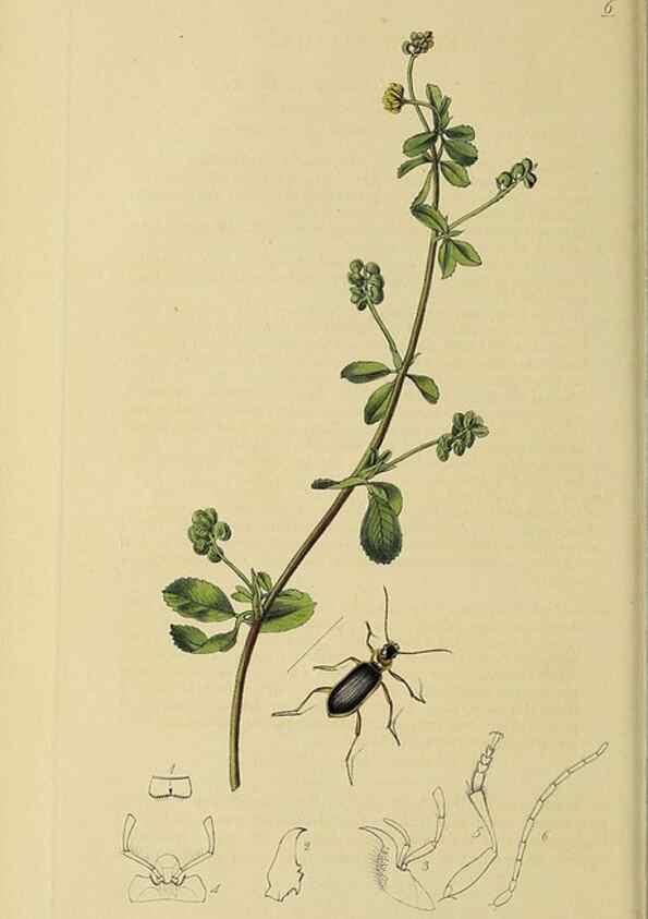 Reproducción/Reproduction 36370103515: British entomology :. London,Printed for the author,1823-1840 [i.e. 1840].