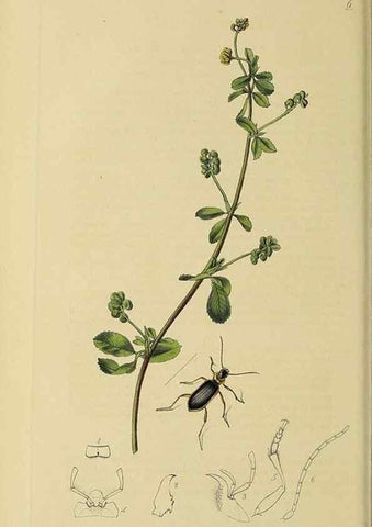 Reproducción/Reproduction 36370103515: British entomology :. London,Printed for the author,1823-1840 [i.e. 1840].