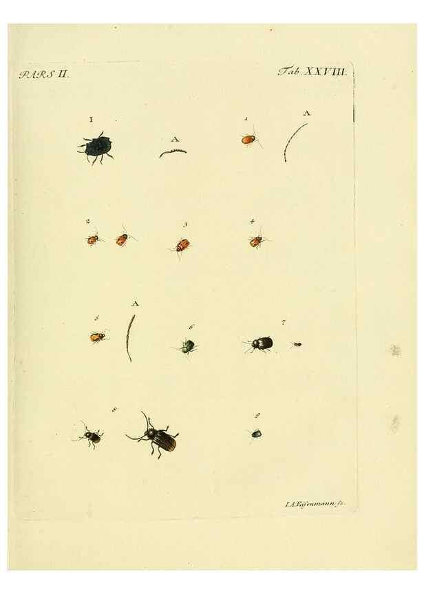 Reproducción/Reproduction 35560918413: J.E. Voet. M Doct. Catalogus systematicus coleopterorum =. À la Haye :Chez G. Bakhusen,[1804]-1806.