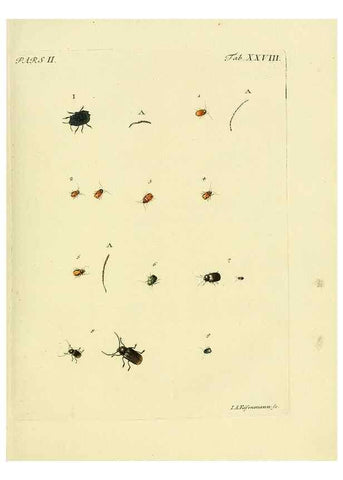 Reproducción/Reproduction 35560918413: J.E. Voet. M Doct. Catalogus systematicus coleopterorum =. À la Haye :Chez G. Bakhusen,[1804]-1806.