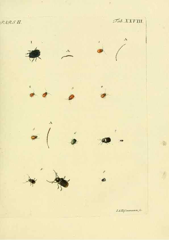 Reproducción/Reproduction 35560918413: J.E. Voet. M Doct. Catalogus systematicus coleopterorum =. À la Haye :Chez G. Bakhusen,[1804]-1806.