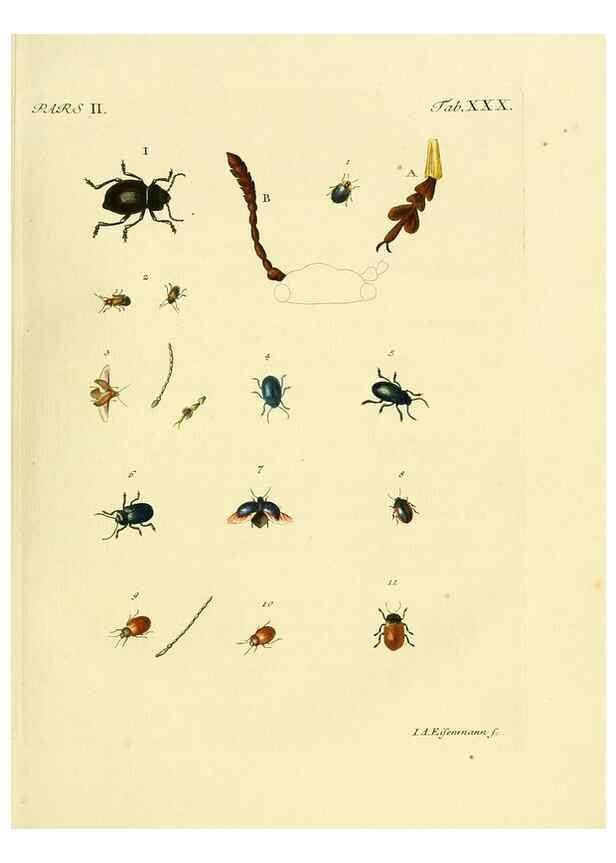 Reproducción/Reproduction 36369393405: J.E. Voet. M Doct. Catalogus systematicus coleopterorum =. À la Haye :Chez G. Bakhusen,[1804]-1806.
