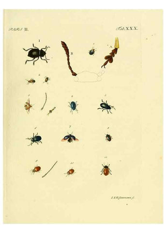 Reproducción/Reproduction 36369393405: J.E. Voet. M Doct. Catalogus systematicus coleopterorum =. À la Haye :Chez G. Bakhusen,[1804]-1806.