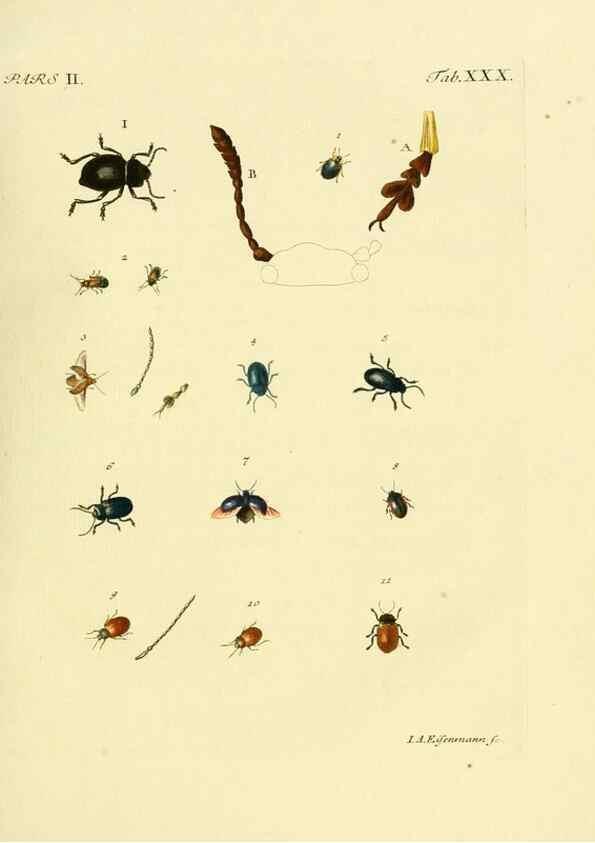 Reproducción/Reproduction 36369393405: J.E. Voet. M Doct. Catalogus systematicus coleopterorum =. À la Haye :Chez G. Bakhusen,[1804]-1806.