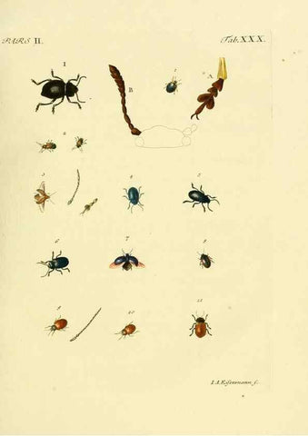 Reproducción/Reproduction 36369393405: J.E. Voet. M Doct. Catalogus systematicus coleopterorum =. À la Haye :Chez G. Bakhusen,[1804]-1806.