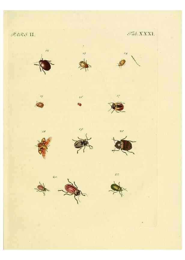 Reproducción/Reproduction 36369398125: J.E. Voet. M Doct. Catalogus systematicus coleopterorum =. À la Haye :Chez G. Bakhusen,[1804]-1806.