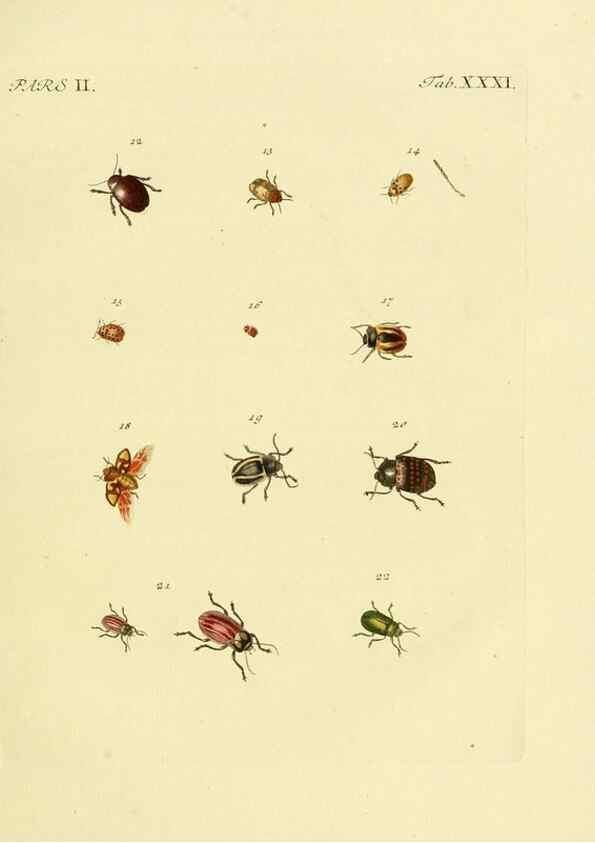 Reproducción/Reproduction 36369398125: J.E. Voet. M Doct. Catalogus systematicus coleopterorum =. À la Haye :Chez G. Bakhusen,[1804]-1806.