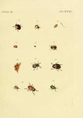 Reproducción/Reproduction 36369398125: J.E. Voet. M Doct. Catalogus systematicus coleopterorum =. À la Haye :Chez G. Bakhusen,[1804]-1806.