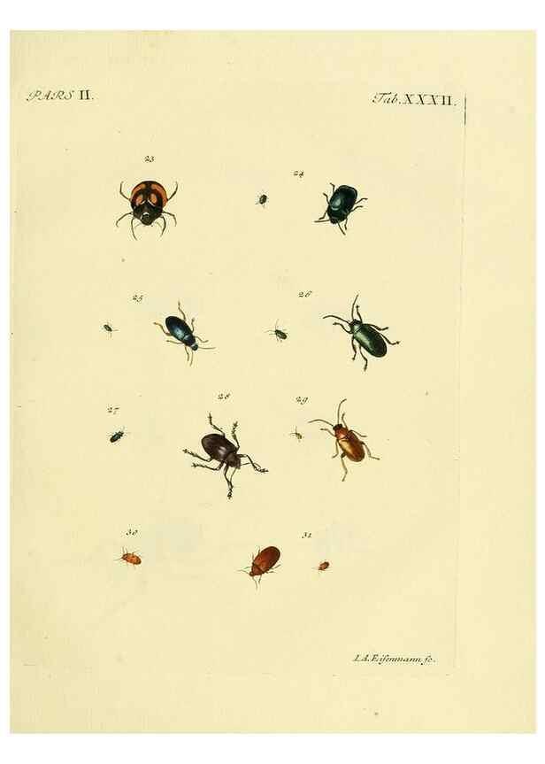 Reproducción/Reproduction 35560932523: J.E. Voet. M Doct. Catalogus systematicus coleopterorum =. À la Haye :Chez G. Bakhusen,[1804]-1806.