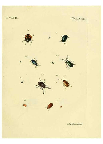 Reproducción/Reproduction 35560932523: J.E. Voet. M Doct. Catalogus systematicus coleopterorum =. À la Haye :Chez G. Bakhusen,[1804]-1806.