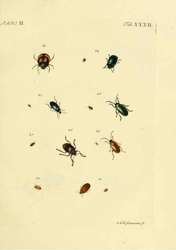 Reproducción/Reproduction 35560932523: J.E. Voet. M Doct. Catalogus systematicus coleopterorum =. À la Haye :Chez G. Bakhusen,[1804]-1806.