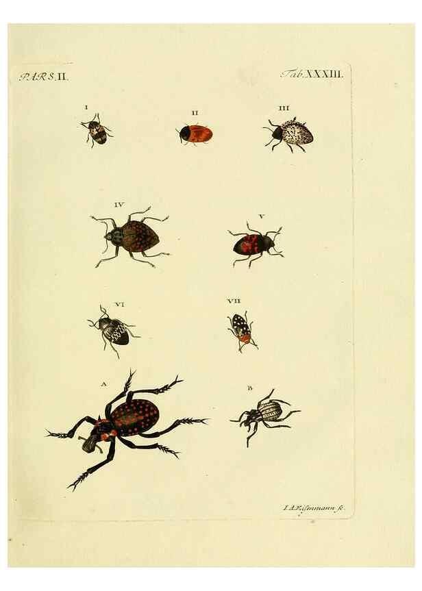 Reproducción/Reproduction 35560936263: J.E. Voet. M Doct. Catalogus systematicus coleopterorum =. À la Haye :Chez G. Bakhusen,[1804]-1806.