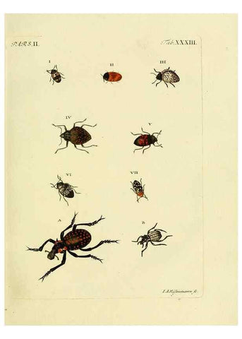 Reproducción/Reproduction 35560936263: J.E. Voet. M Doct. Catalogus systematicus coleopterorum =. À la Haye :Chez G. Bakhusen,[1804]-1806.