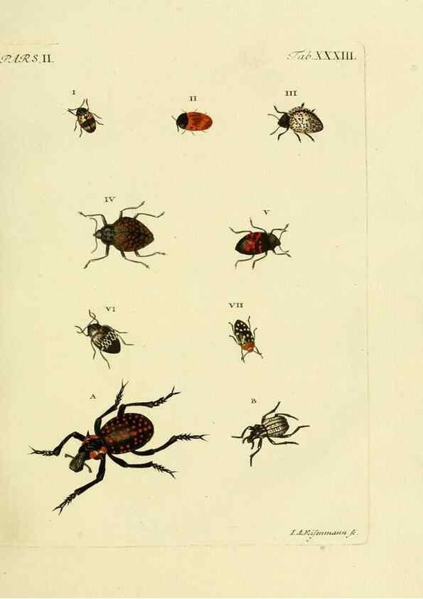 Reproducción/Reproduction 35560936263: J.E. Voet. M Doct. Catalogus systematicus coleopterorum =. À la Haye :Chez G. Bakhusen,[1804]-1806.