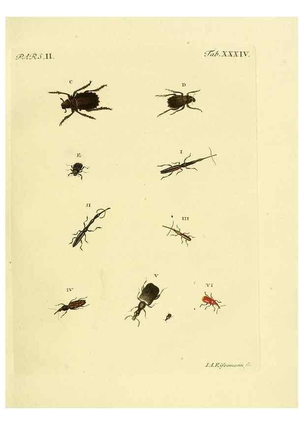 Reproducción/Reproduction 36369412515: J.E. Voet. M Doct. Catalogus systematicus coleopterorum =. À la Haye :Chez G. Bakhusen,[1804]-1806.