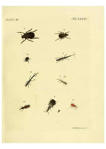 Reproducción/Reproduction 36369412515: J.E. Voet. M Doct. Catalogus systematicus coleopterorum =. À la Haye :Chez G. Bakhusen,[1804]-1806.